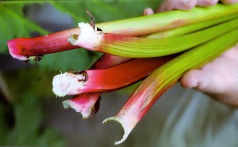 Victoria Rhubarb Image